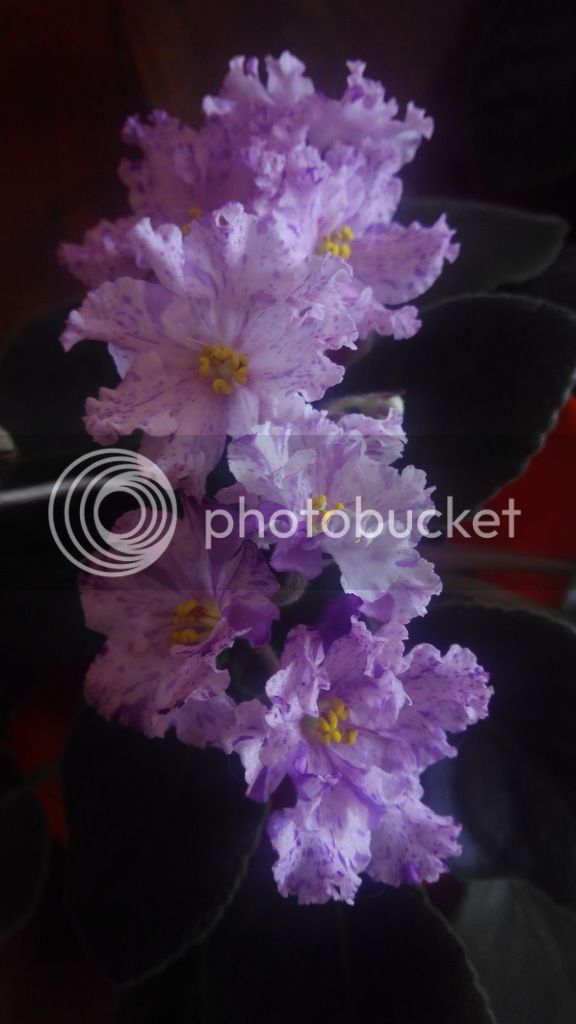 IMG_20170226_125537_zps5htapdts.jpg