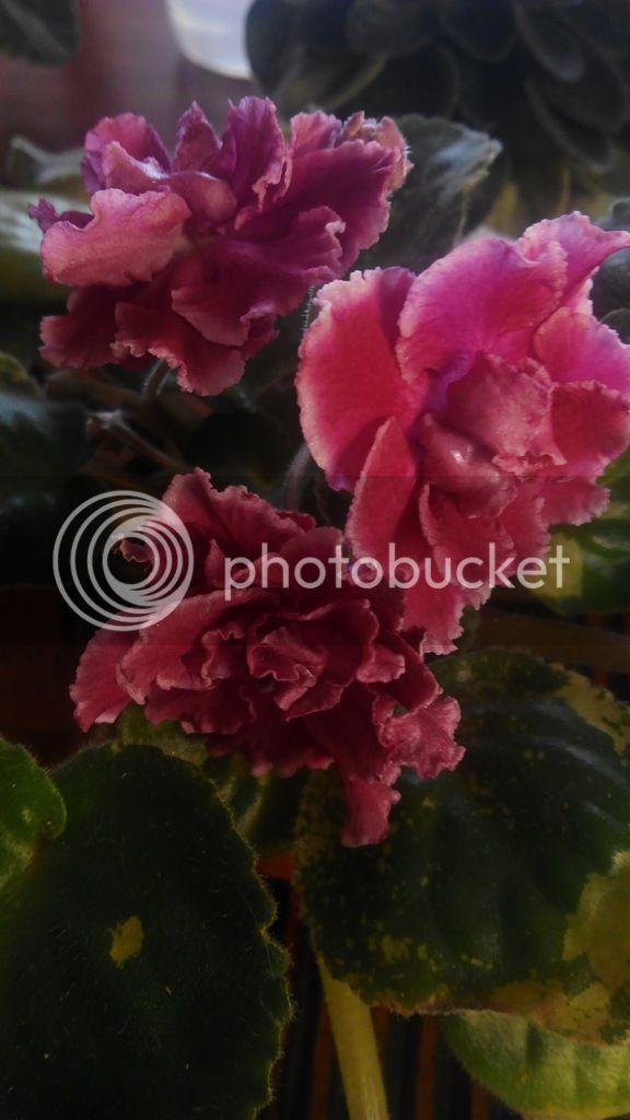 IMG_20170226_130309_zps3cni7fjf.jpg