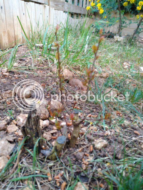 IMG_20170406_200459_zpsn2pkk7as.jpg