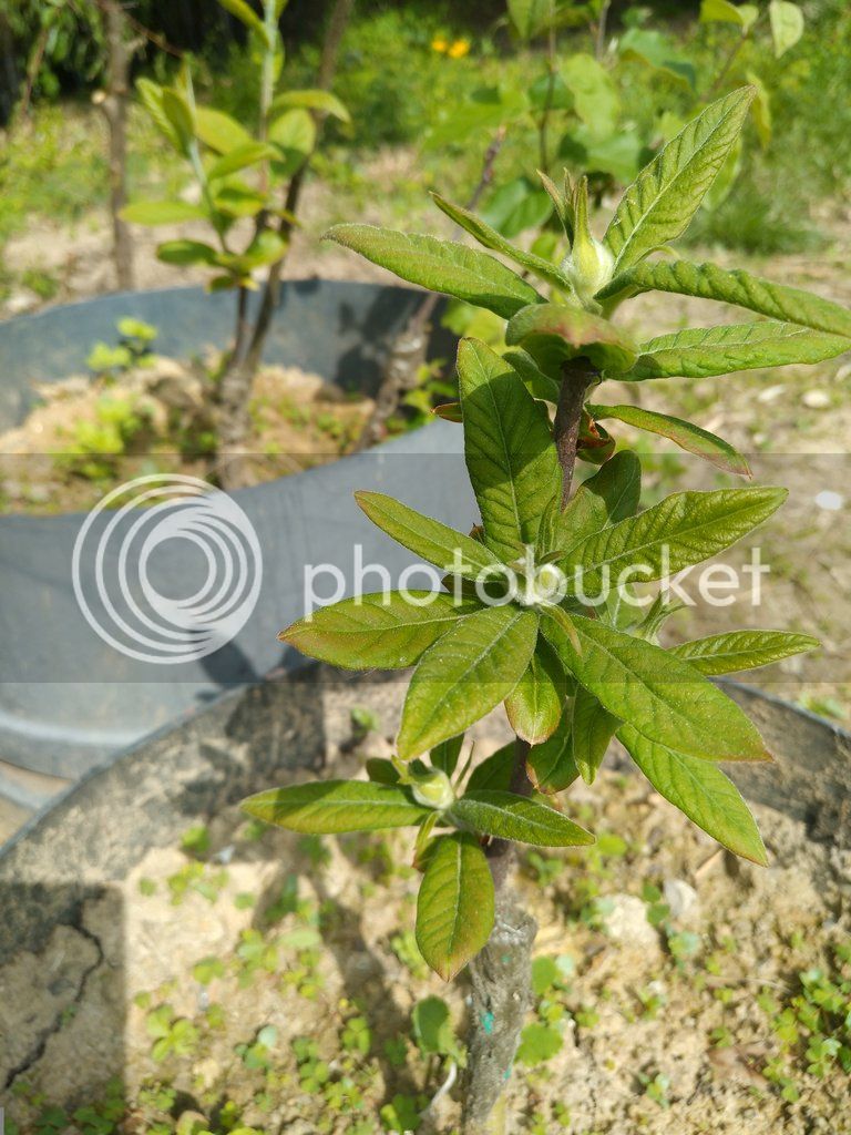 IMG_20170411_1311261_zpsezlhcgcj.jpg