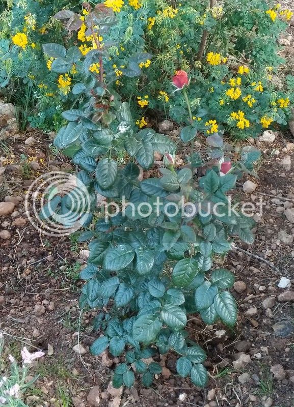 IMG_20170417_105819_zpsm7efgrq5.jpg