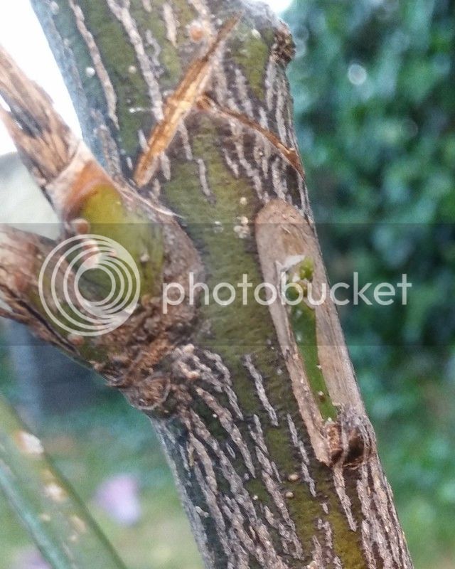 IMG_20170418_202029_zpsbuppo8rr.jpg