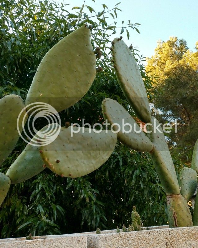 IMG_20170512_080219_zps7bsakr1h.jpg