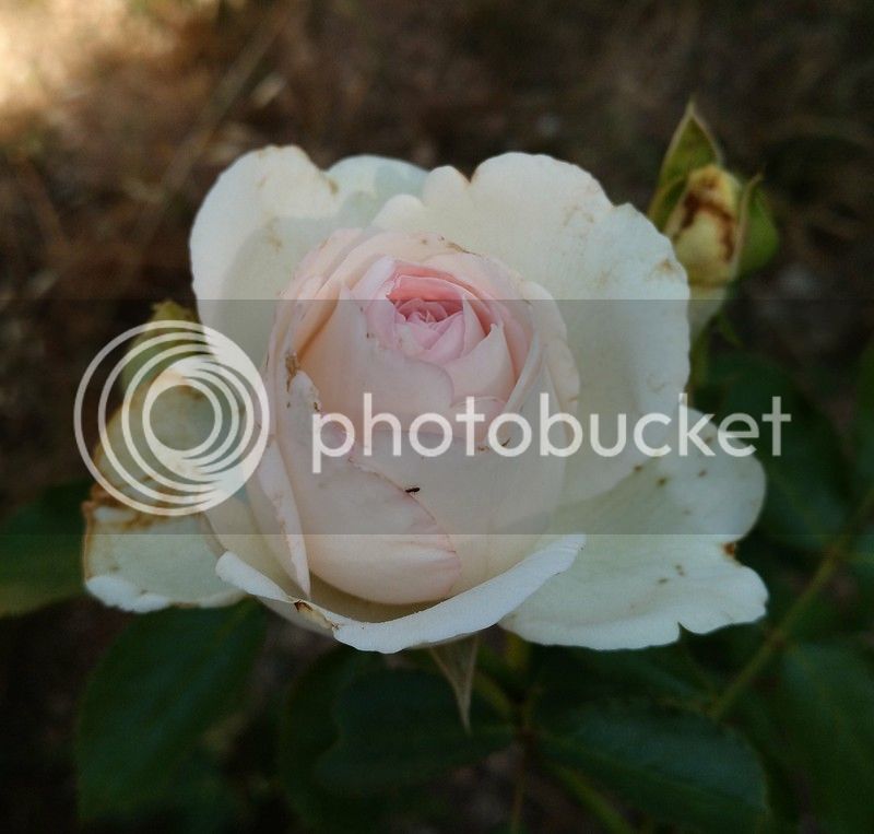 IMG_20170616_212249_zpscidoy0t4.jpg