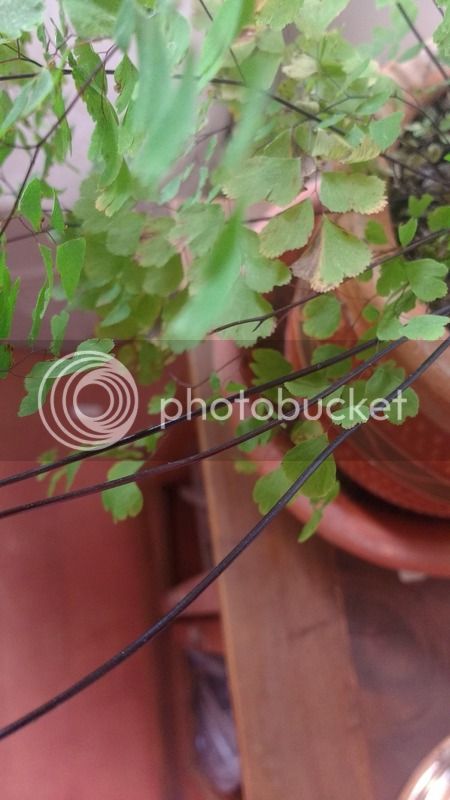 IMG_20170805_103549159.jpg