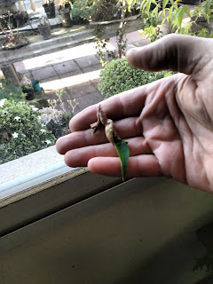 IMG_20171005_173530748.jpg
