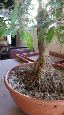 IMG_20180303_094337636.jpg
