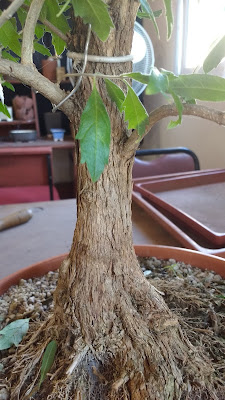 IMG_20180303_094346440.jpg