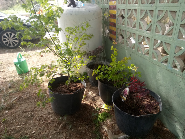 IMG_20180524_112534.jpg