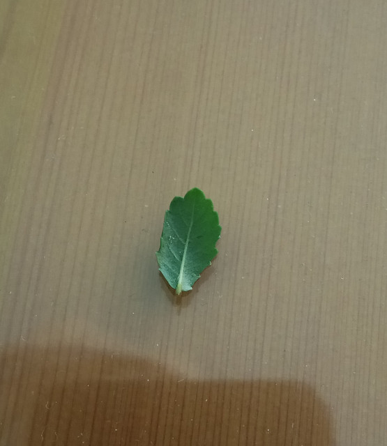 IMG_20180603_195541.jpg