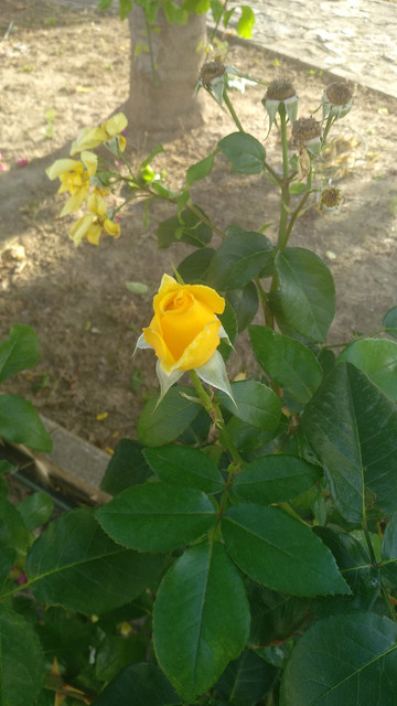 IMG_20180607_193139.jpg