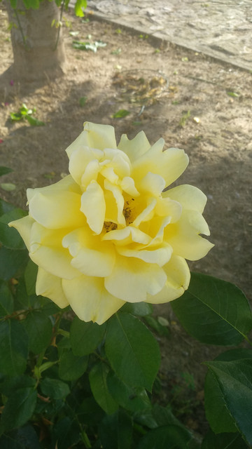 IMG_20180607_193143.jpg