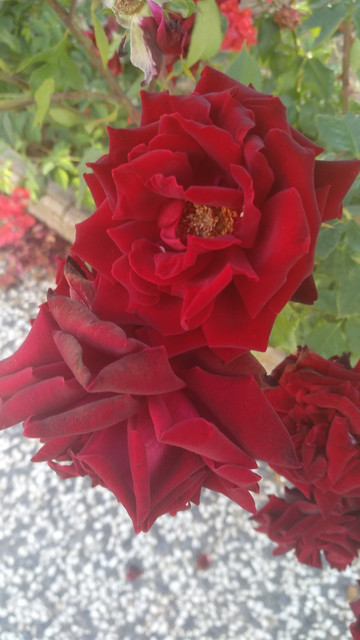 IMG_20180607_193156.jpg