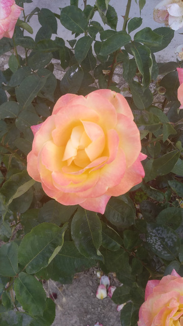 IMG_20180607_193222.jpg