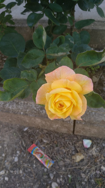 IMG_20180607_193249.jpg