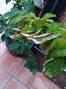 IMG_20180612_214209625.jpg