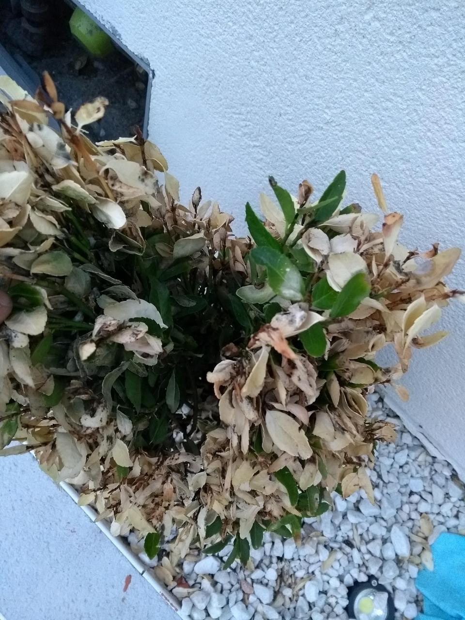 IMG_20180612_214326738.jpg