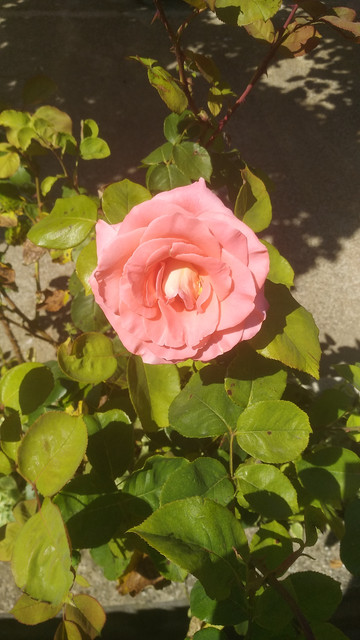 IMG_20180621_163034.jpg
