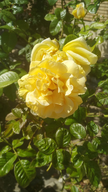 IMG_20180621_163051.jpg