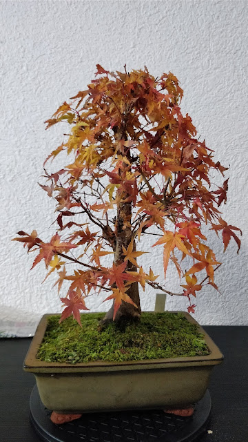 IMG_20181025_165602.jpg