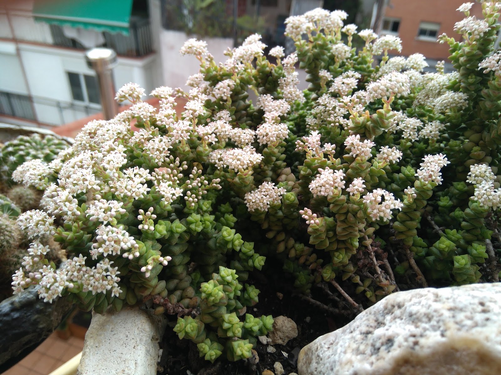 IMG_20181027_142007.jpg
