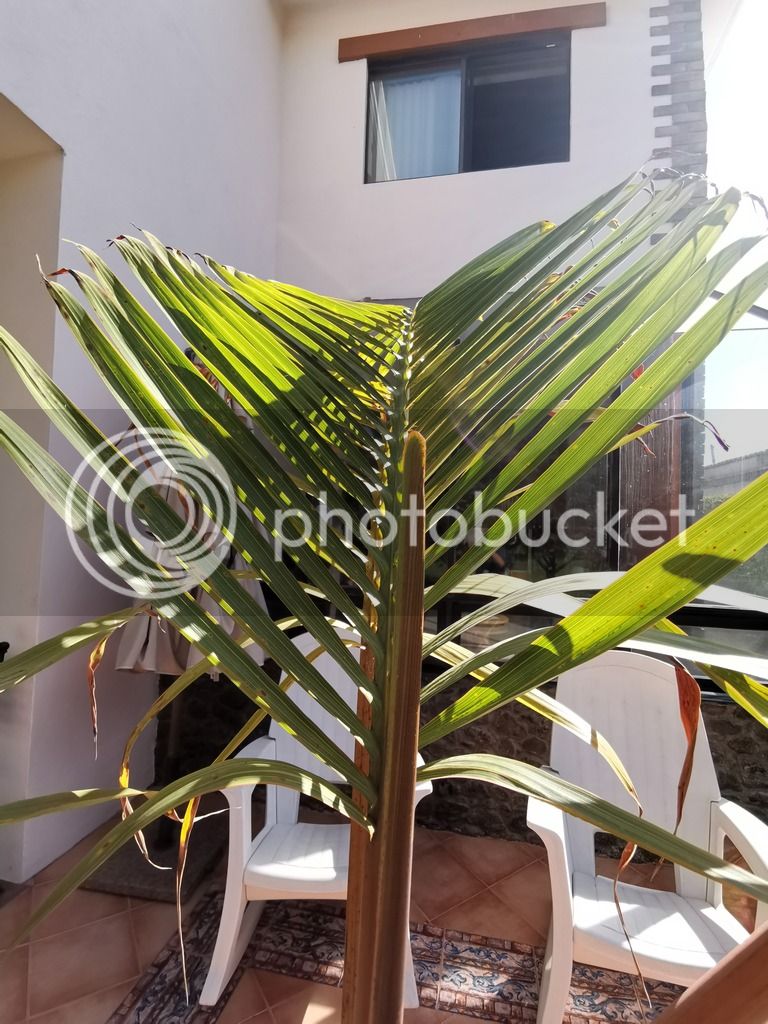 IMG_20190205_152606_zpswcgeya9b.jpg