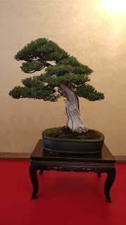 IMG_20190427_125613.jpg