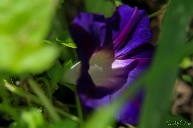 IMG_2029_O.JPG