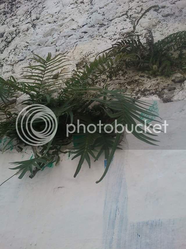 IMG_220883414618166_zpsa0tlaxrn.jpe