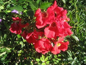 IMG_2405_zps1173bfe7.jpg