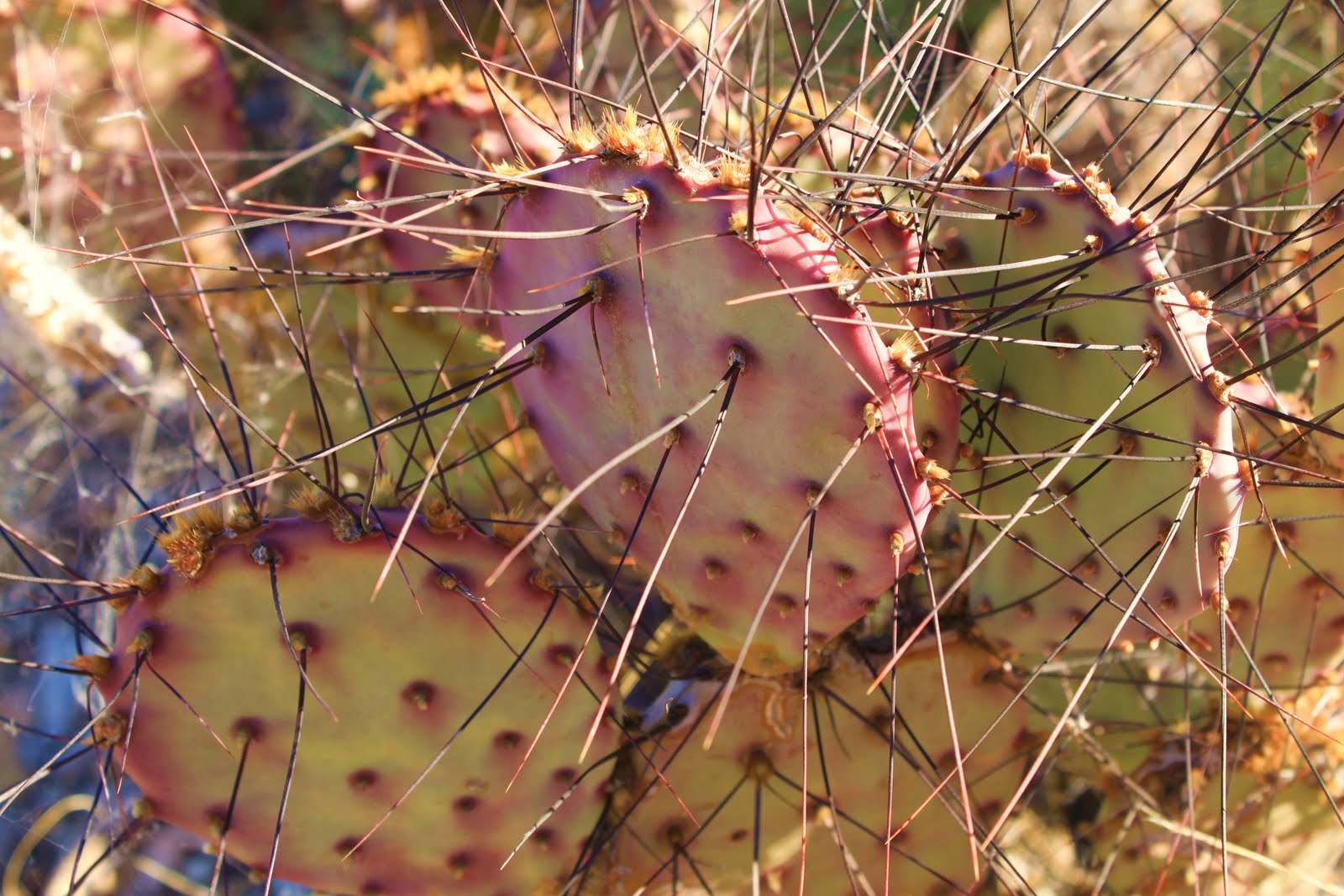 IMG_2441.Opuntia%2Bmacrocentra.JPG