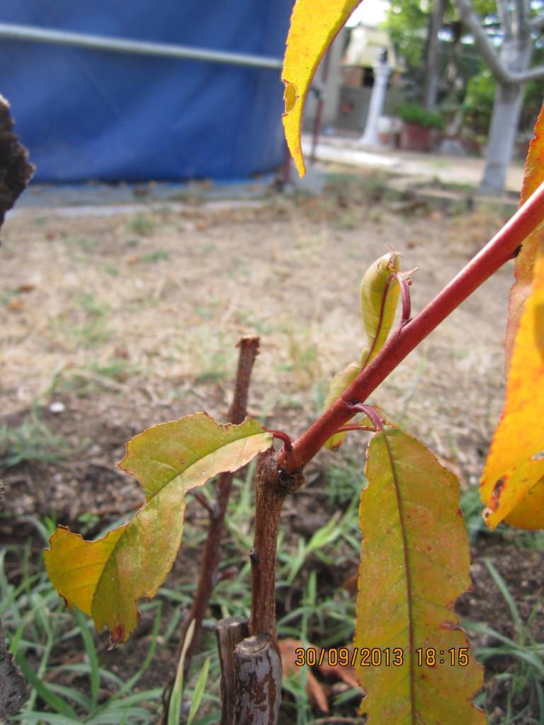 IMG_2530_zps5f812144.jpg