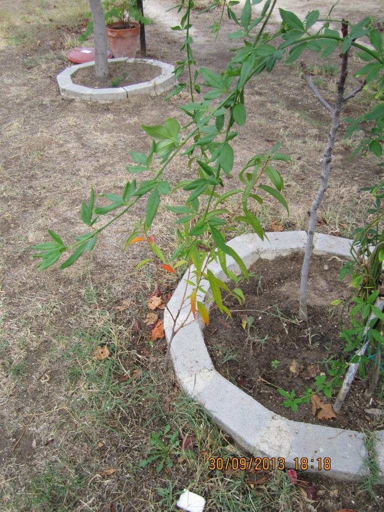 IMG_2550_zps339eae06.jpg