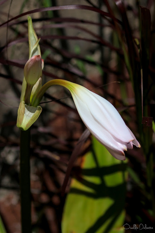 IMG_2556_O.JPG