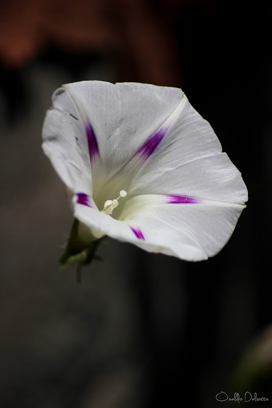 IMG_2557_O.JPG