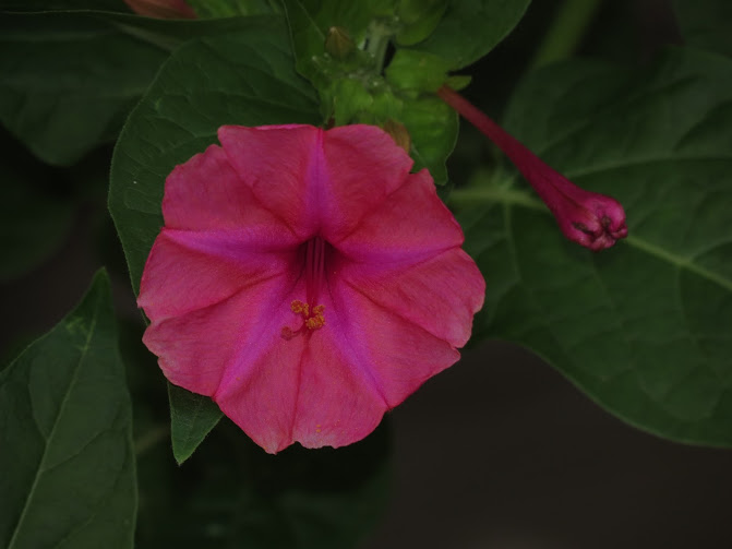 IMG_2565.JPG