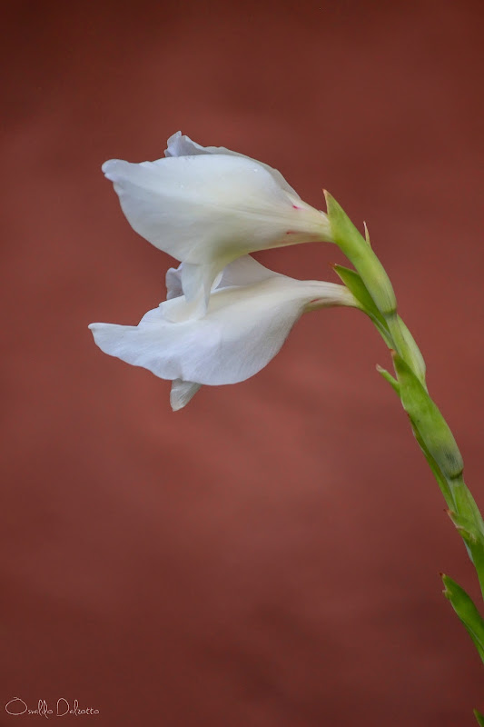 IMG_2654_O.JPG