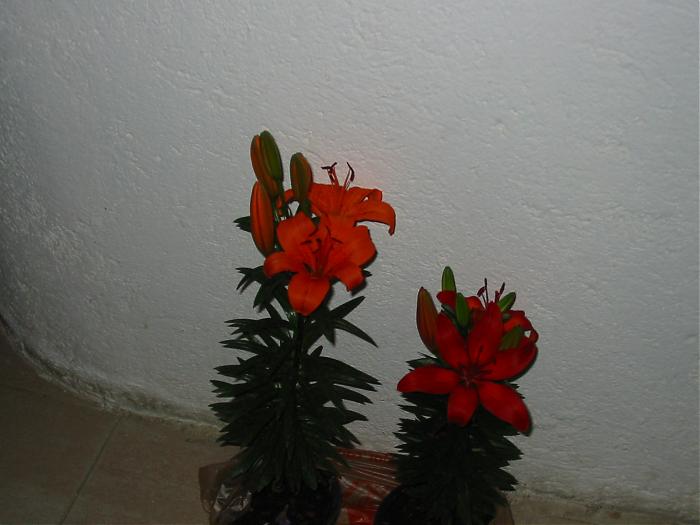IMG_2797.jpg