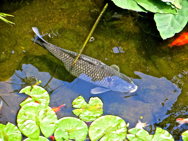 IMG_2800.JPG
