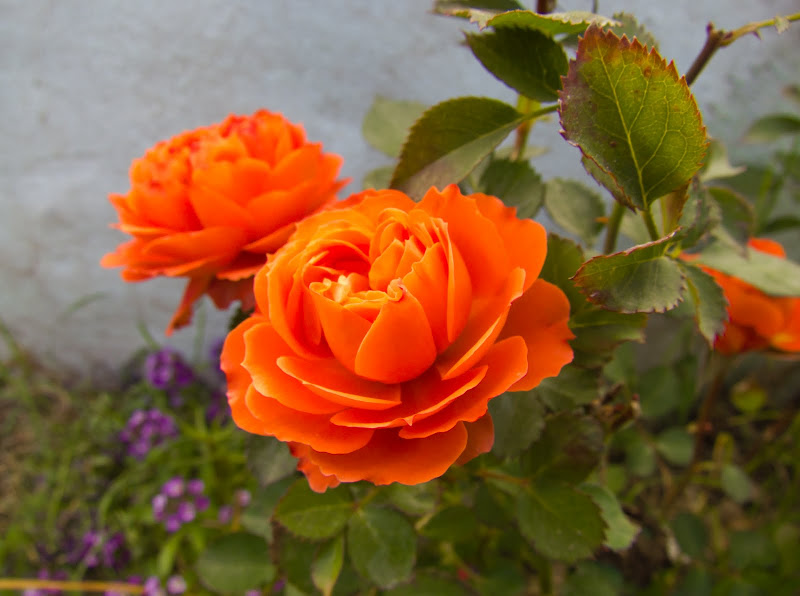 IMG_3025l.jpg