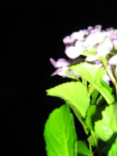 IMG_3073.jpg