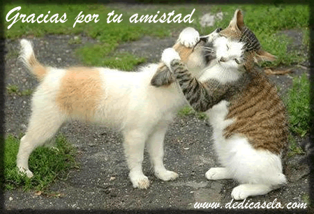 img_3157af39gato.gif