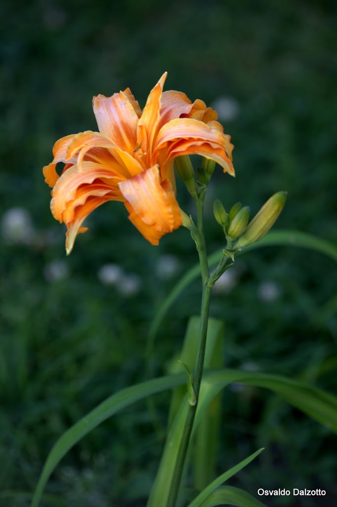 IMG_3184.CR2.jpg