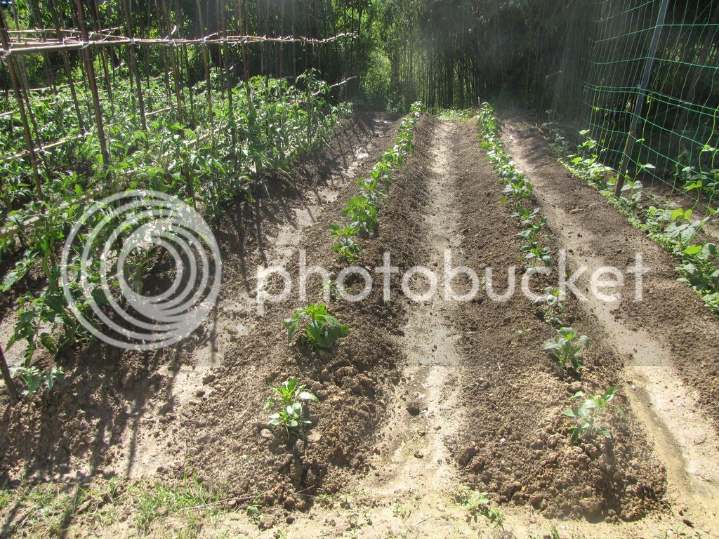 IMG_3226_zps2e2marvf.jpg