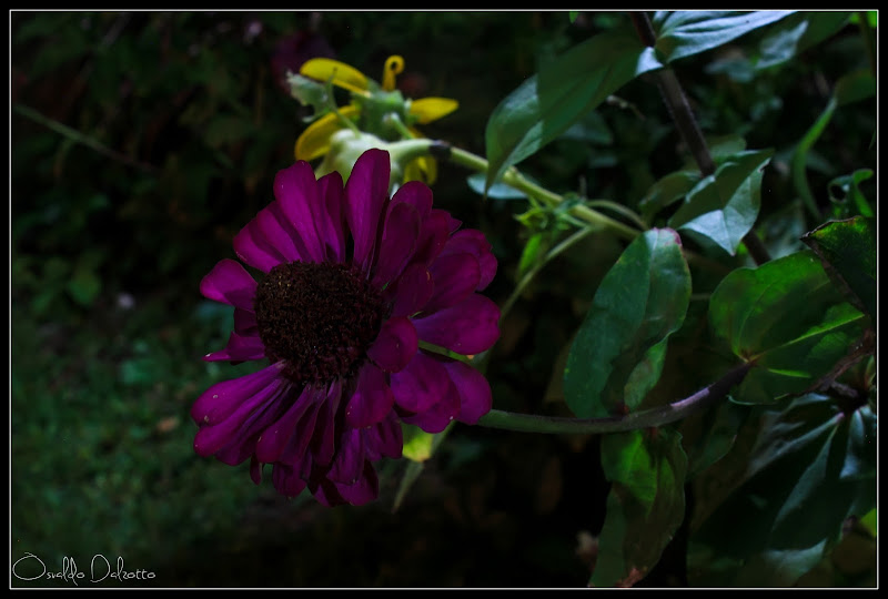 IMG_3373_O.JPG