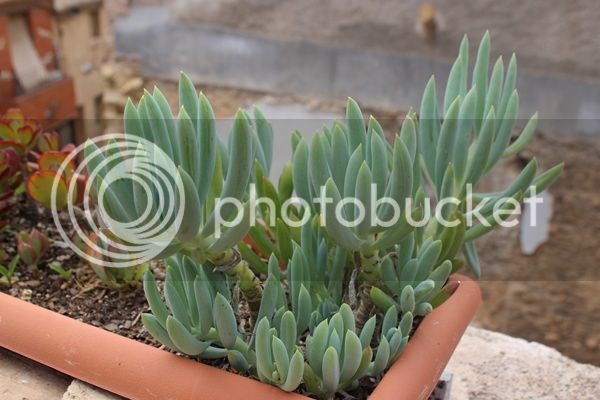 IMG_3456_zpsac655536.jpg