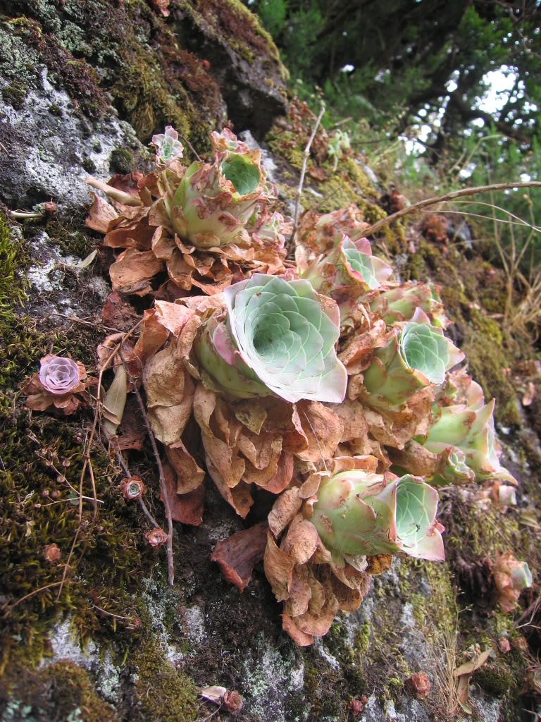 IMG_3585.jpg