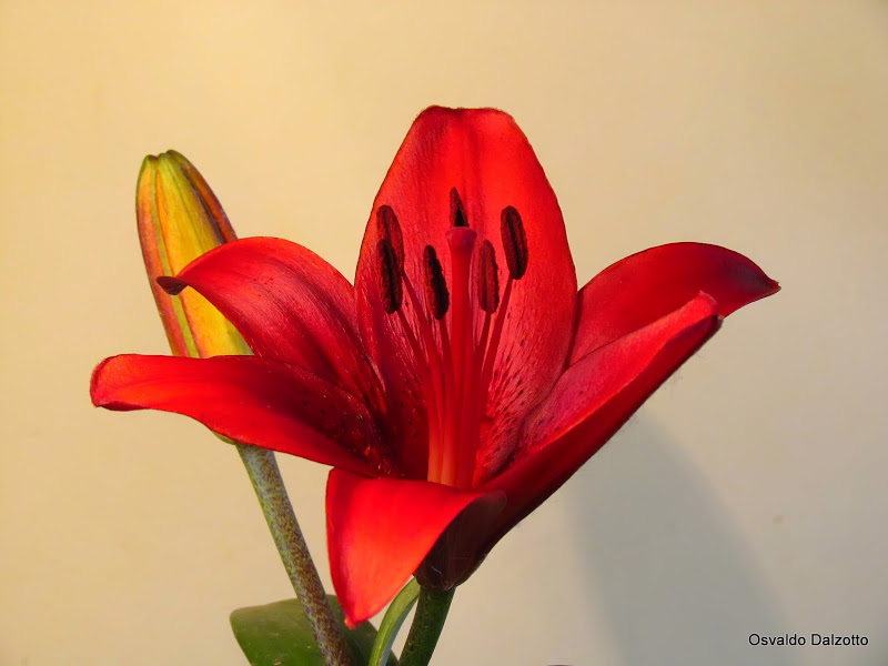IMG_3613n.jpg