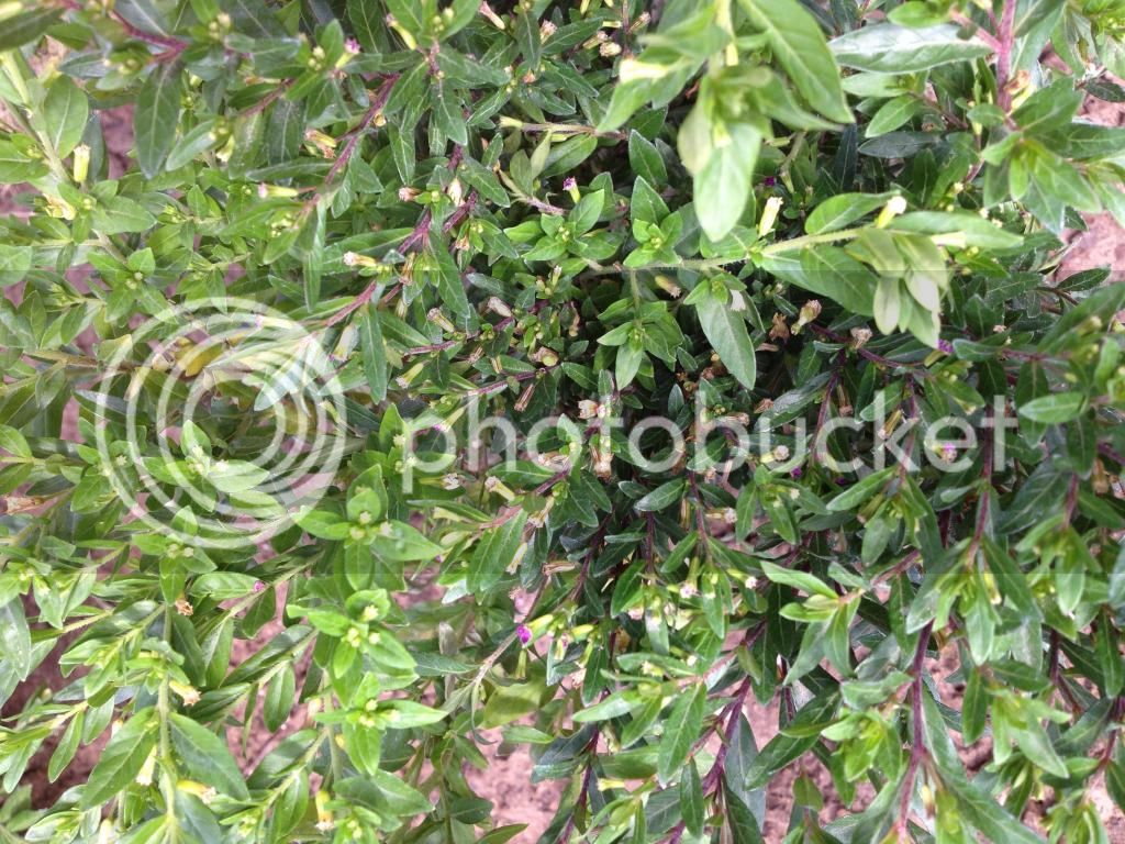 IMG_3620_zps6c0a1ae1.jpg