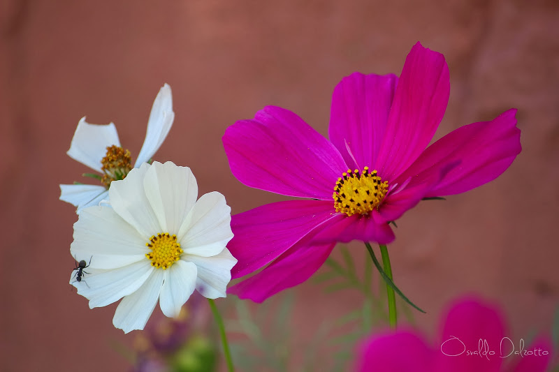 IMG_3629_F.JPG